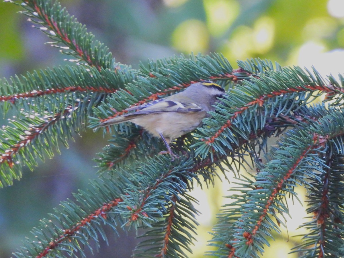 Golden-crowned Kinglet - ML491293731