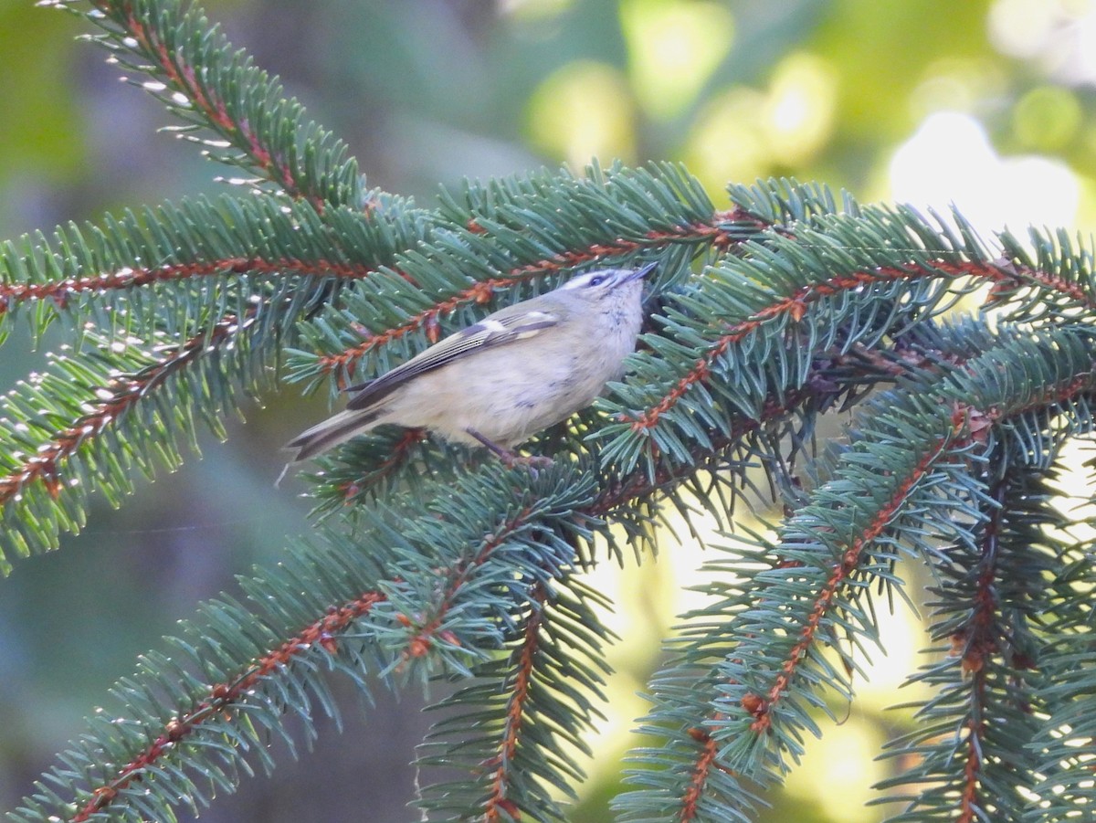 Golden-crowned Kinglet - ML491293741