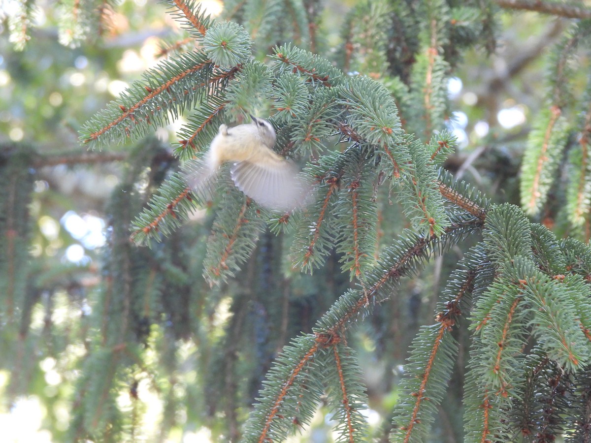 Golden-crowned Kinglet - ML491293751