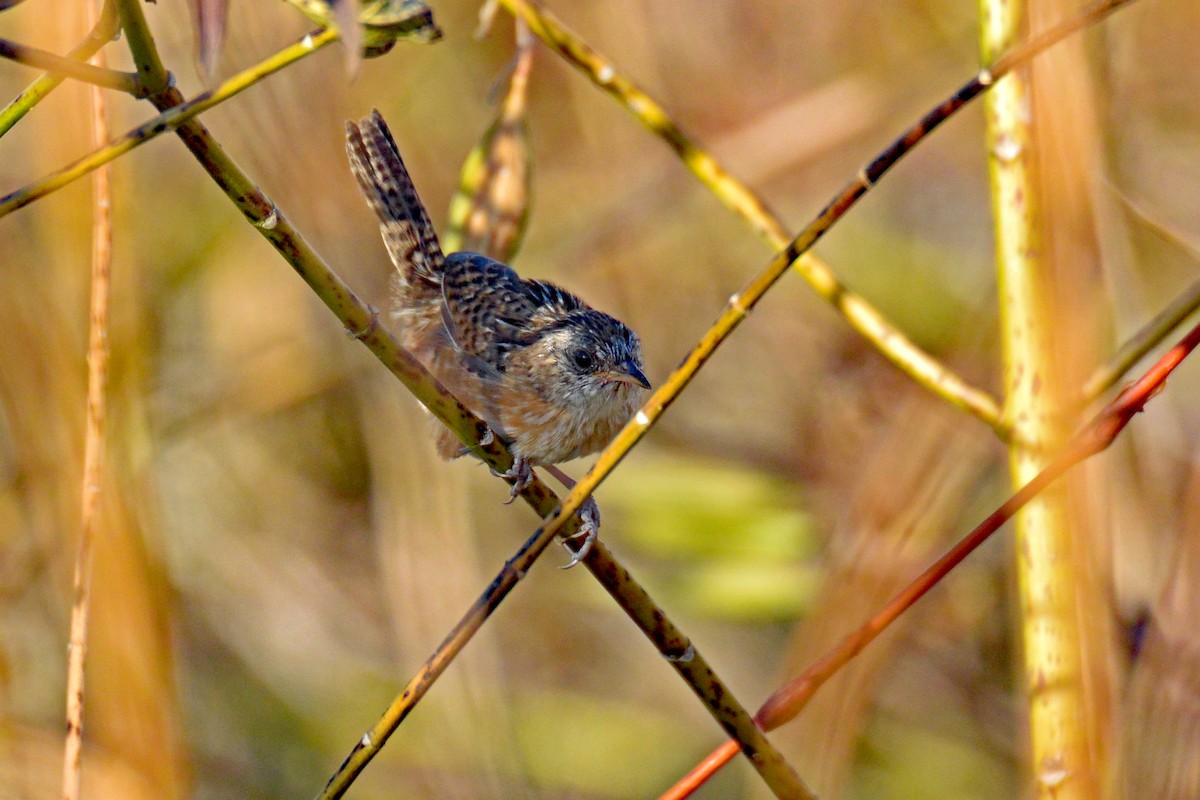 Sedge Wren - ML491294691