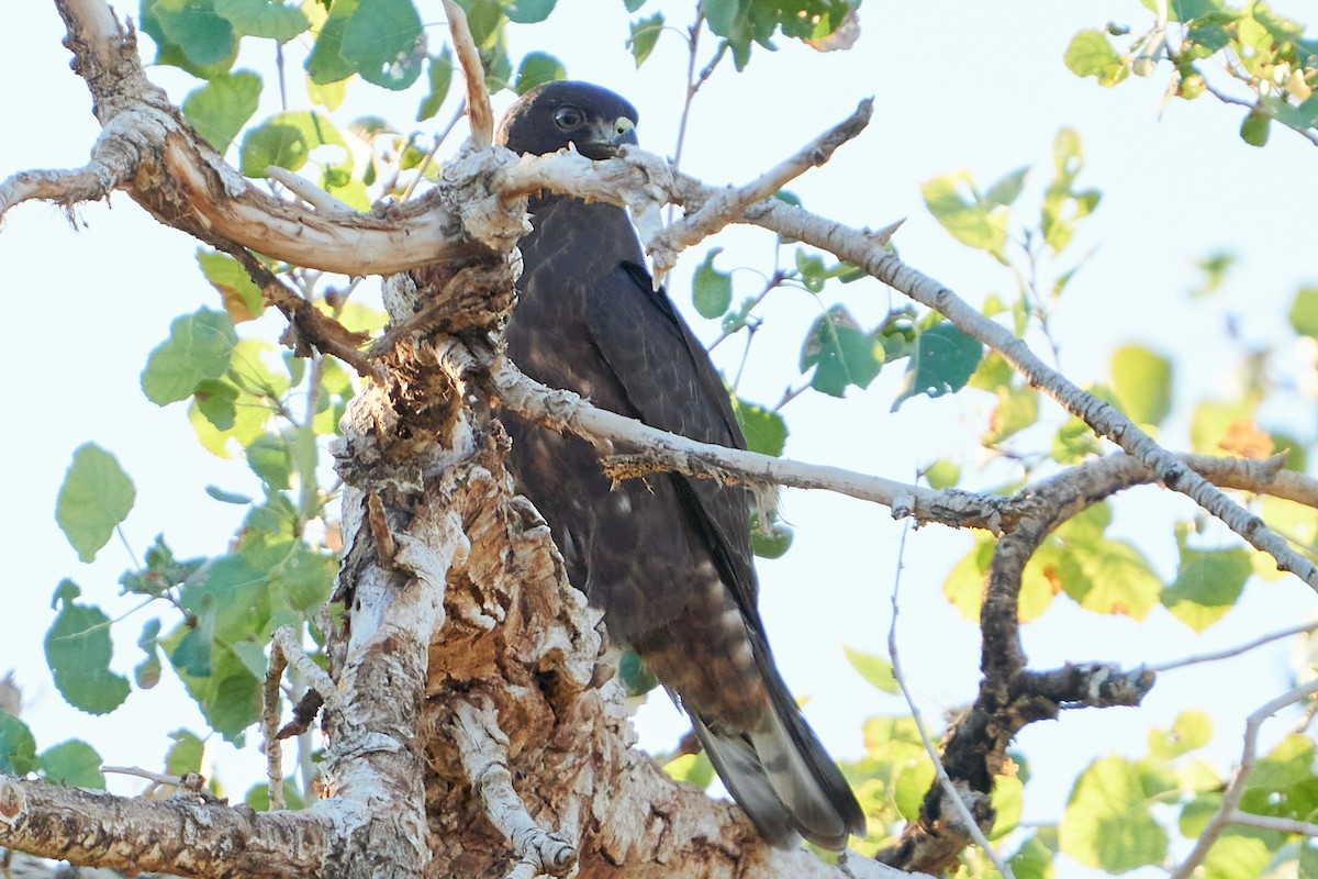 Broad-winged Hawk - ML491294701