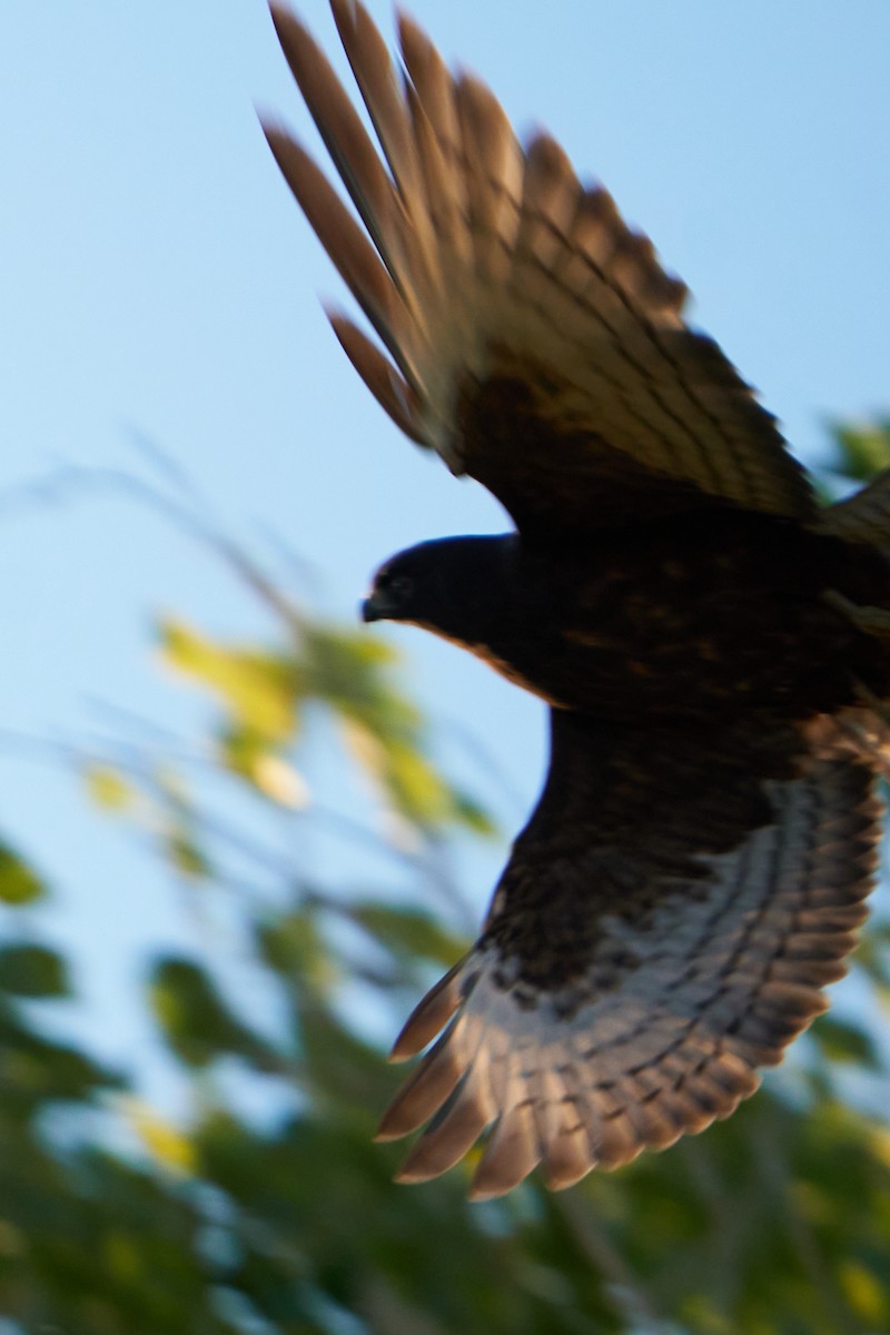 Broad-winged Hawk - ML491294751