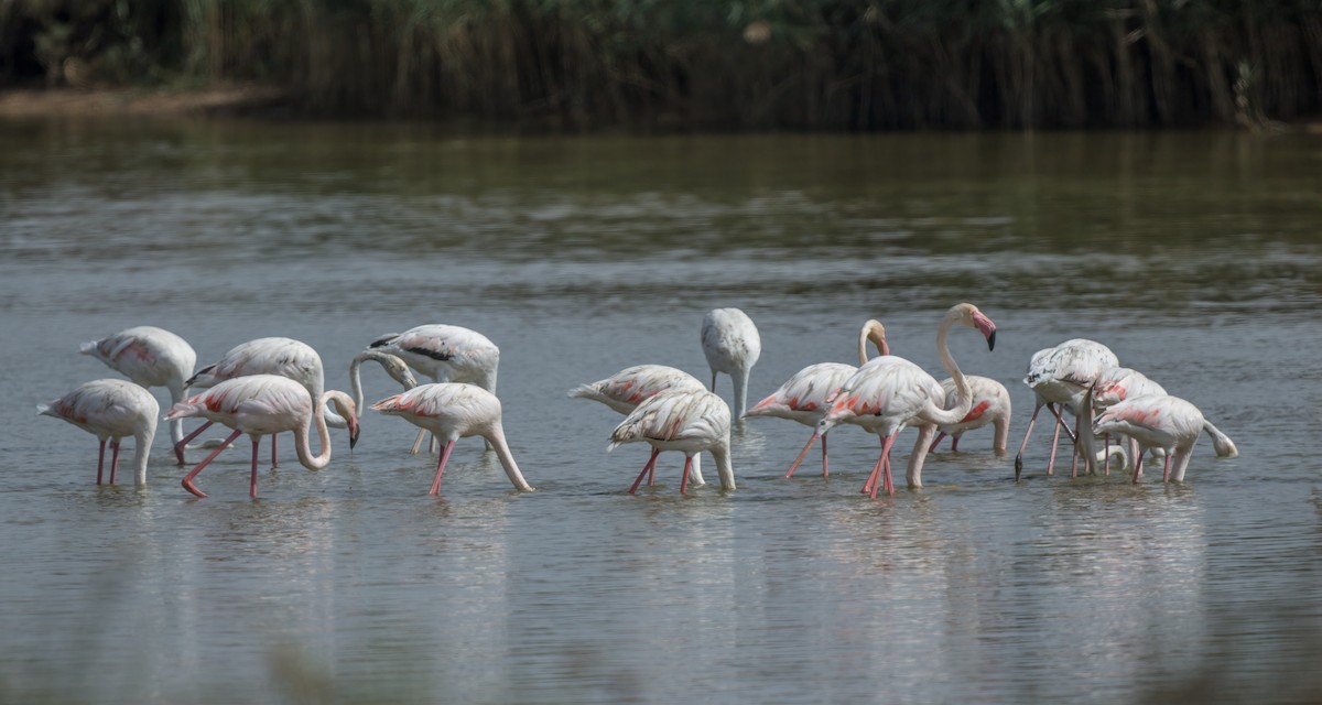 Greater Flamingo - Francisco Pires