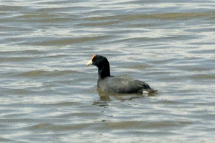 Foulque leucoptère - ML491294831