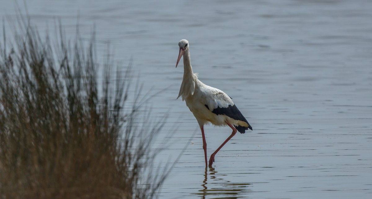 White Stork - Francisco Pires