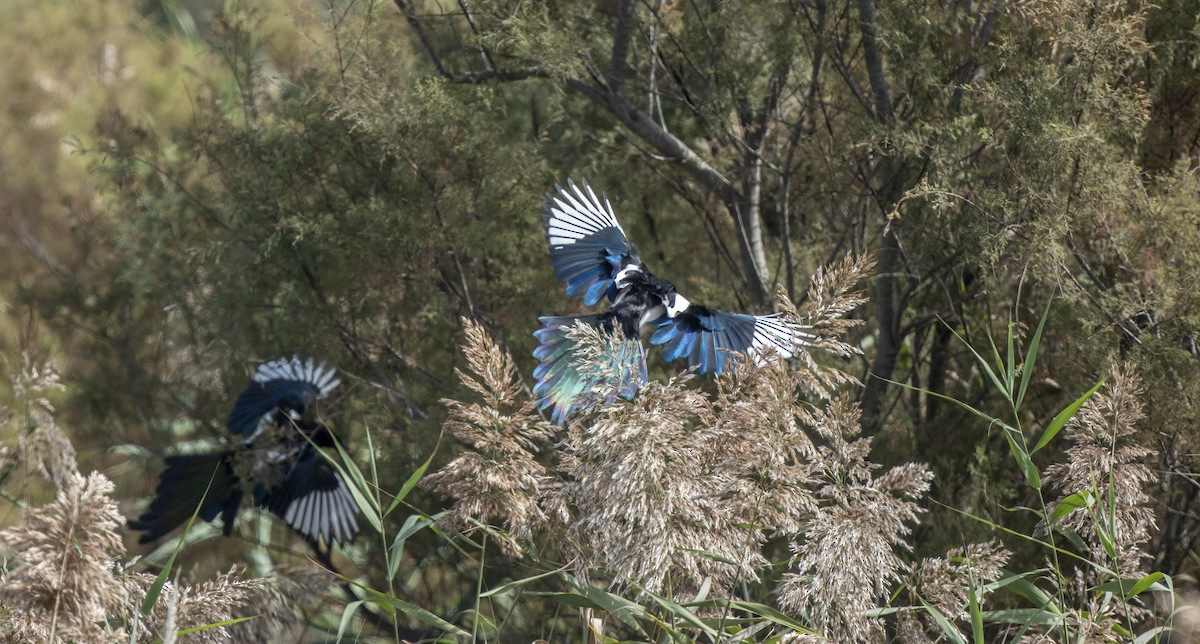 Eurasian Magpie - ML491295681