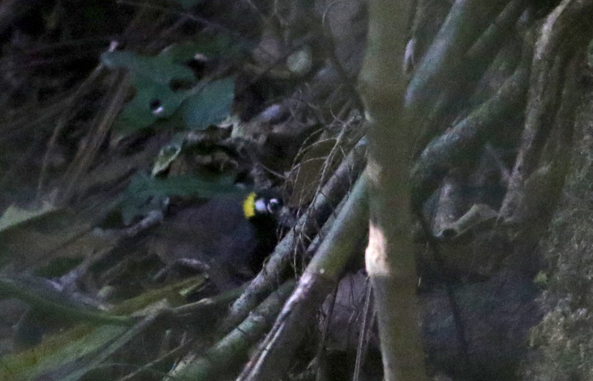 White-eared Ground-Sparrow - ML49129691