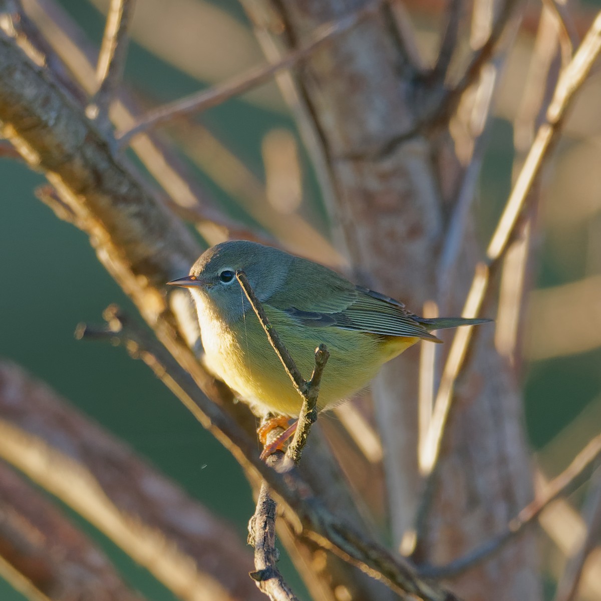 Orange-crowned Warbler - ML491296911