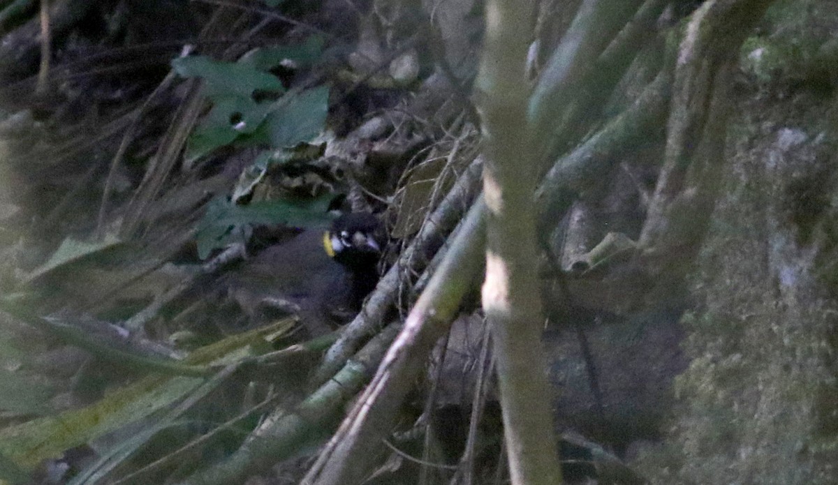 White-eared Ground-Sparrow - ML49129711