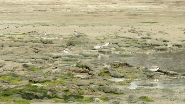 Red-capped Plover - ML491299441