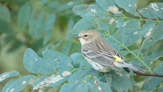 Yellow-rumped Warbler - ML491299531