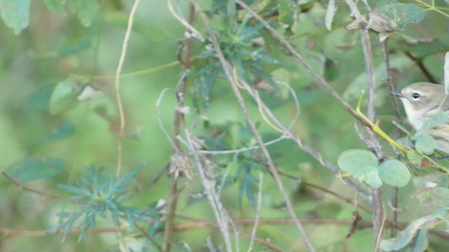 Yellow-rumped Warbler - ML491299561