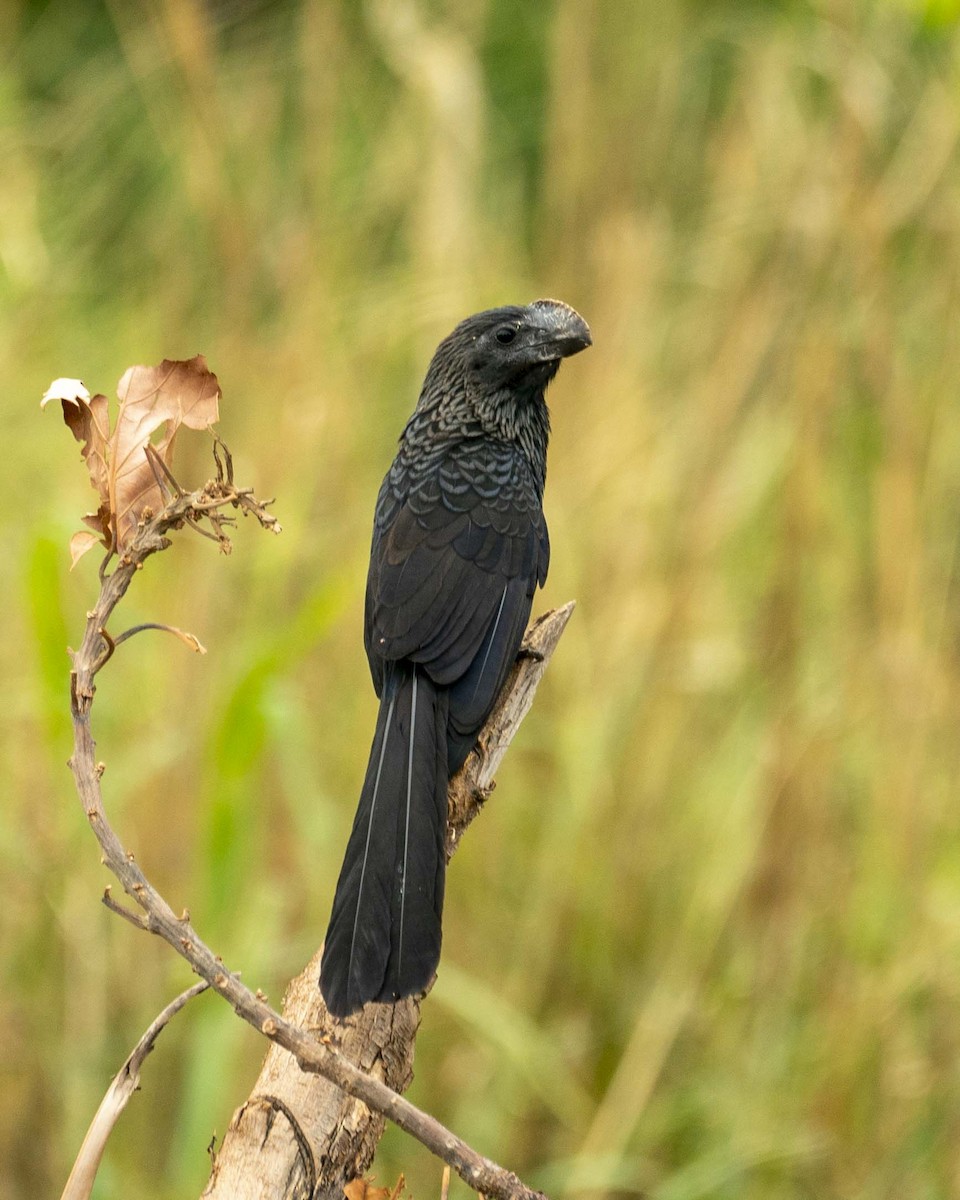 Smooth-billed Ani - Daniel Brisbin