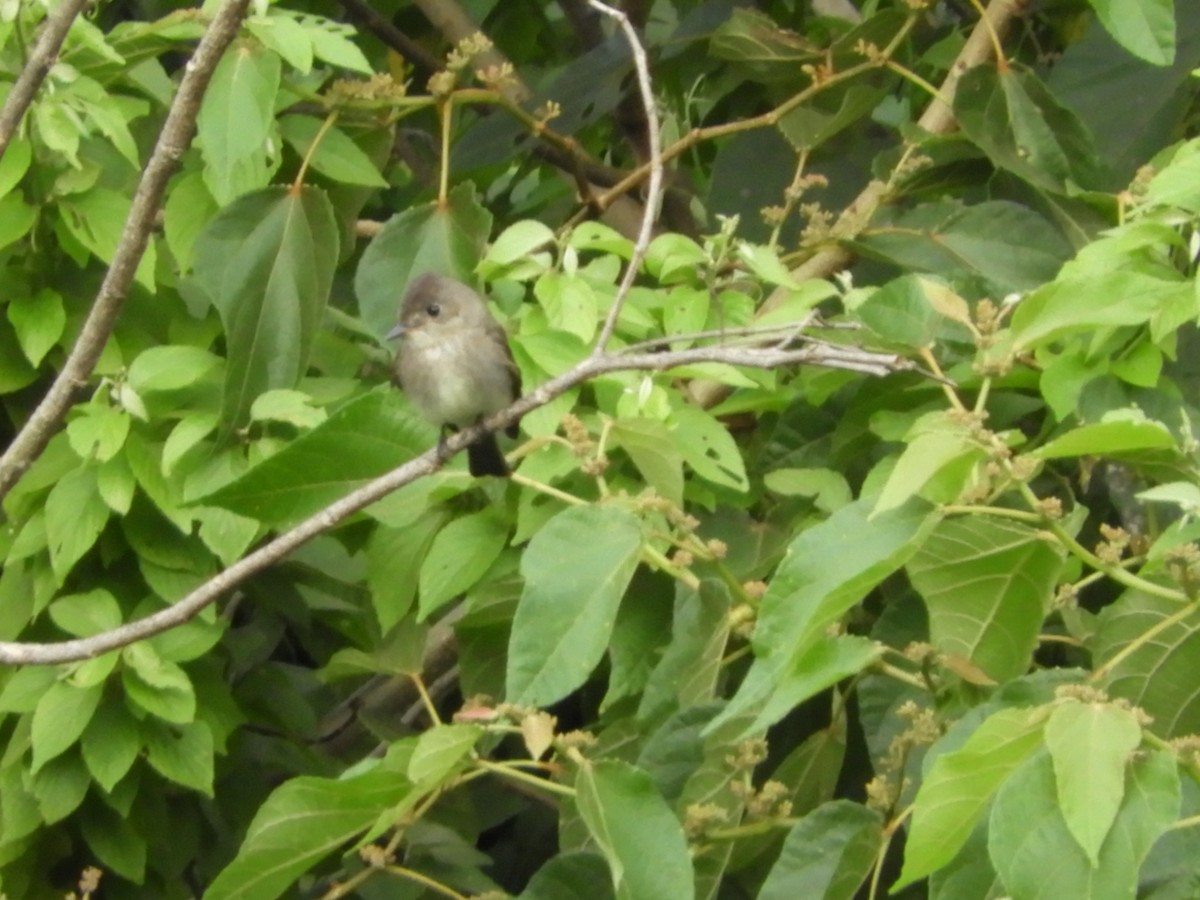 Yellow-bellied Flycatcher - María Eugenia Paredes Sánchez