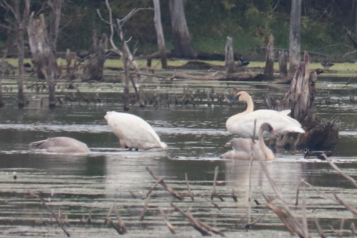 Trumpeter Swan - ML491305221