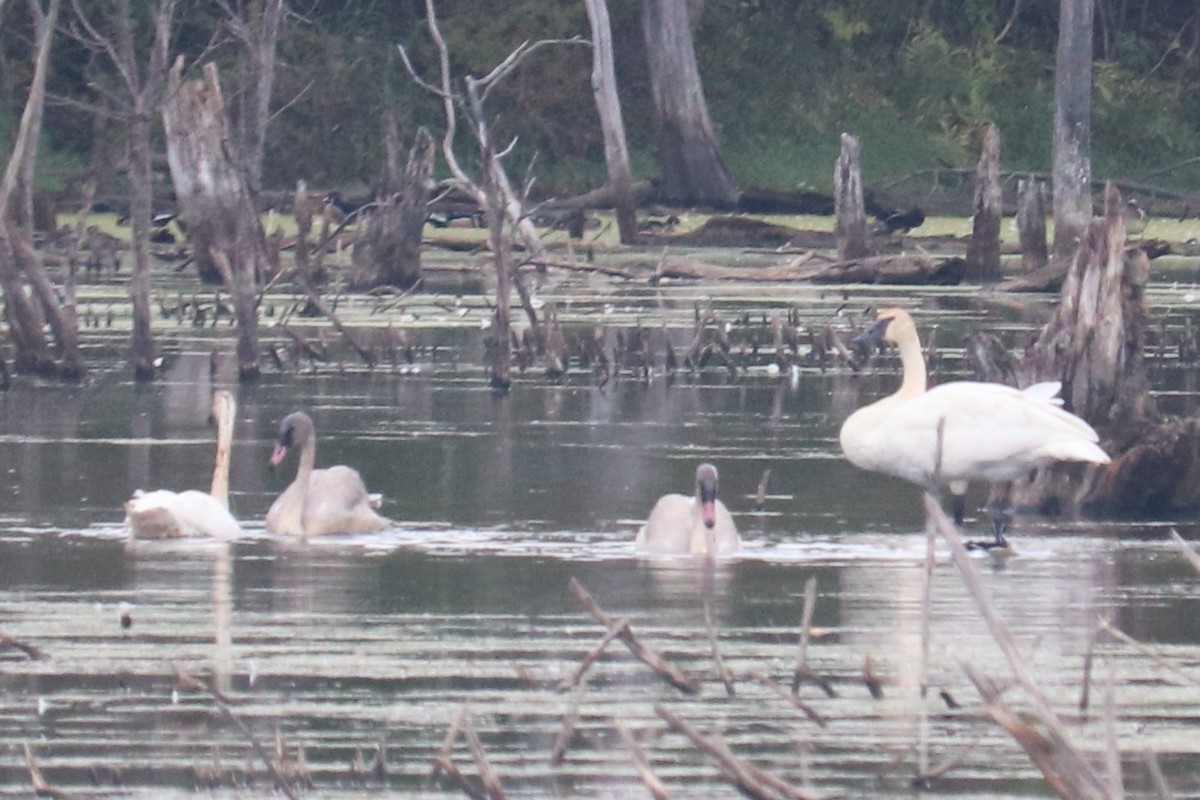 Trumpeter Swan - ML491305241