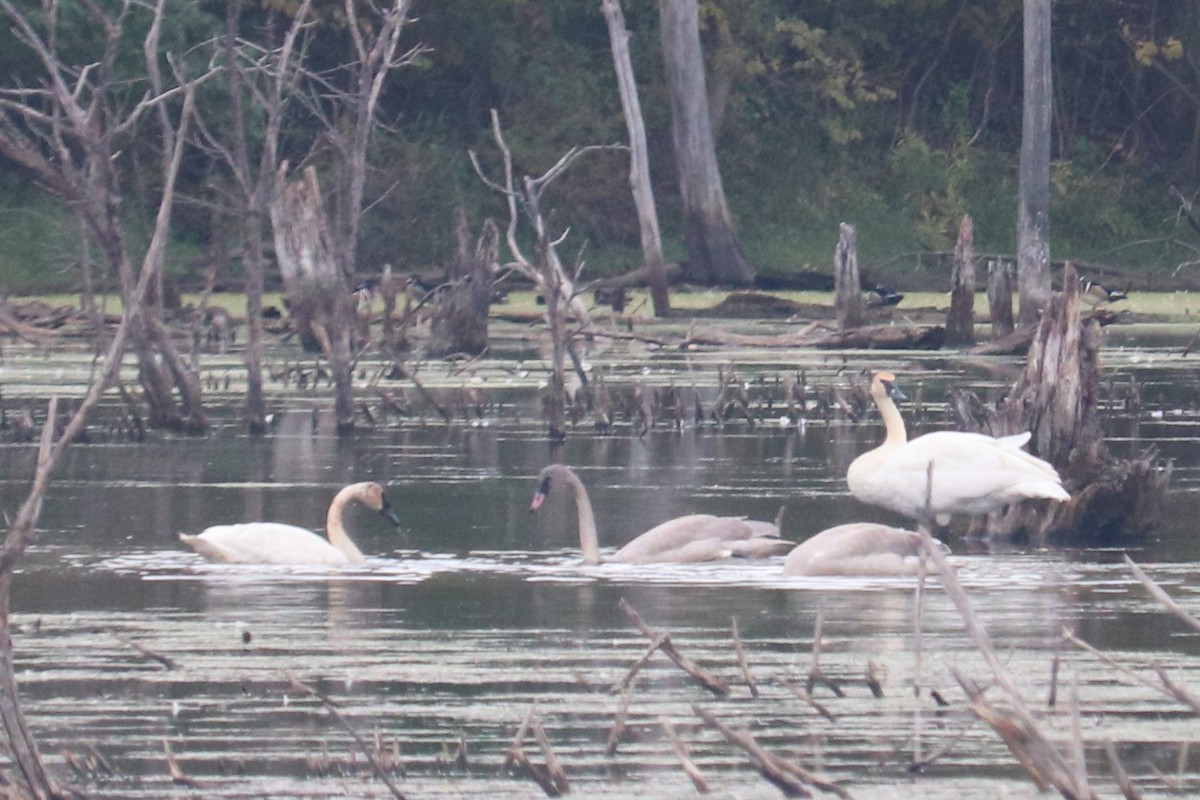 Trumpeter Swan - ML491305251