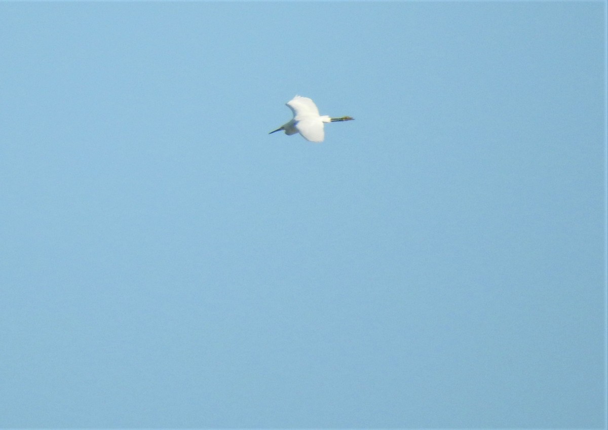 Snowy Egret - ML491305421