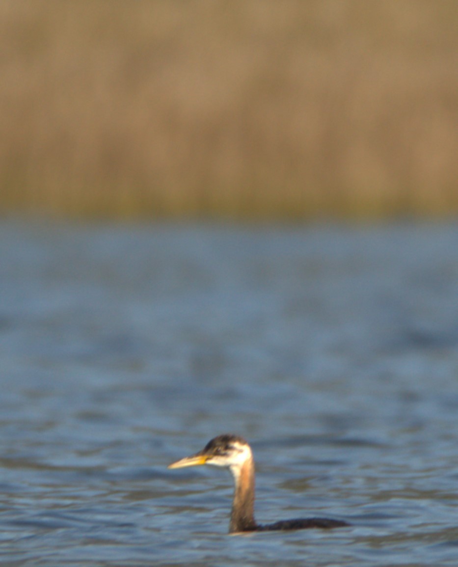 Red-necked Grebe - ML491306041