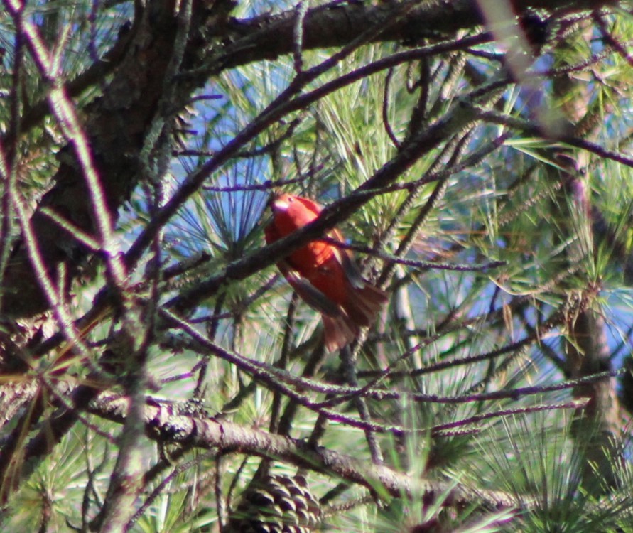 Summer Tanager - ML491306921