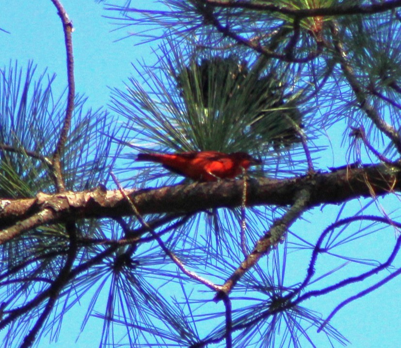 Summer Tanager - ML491306991