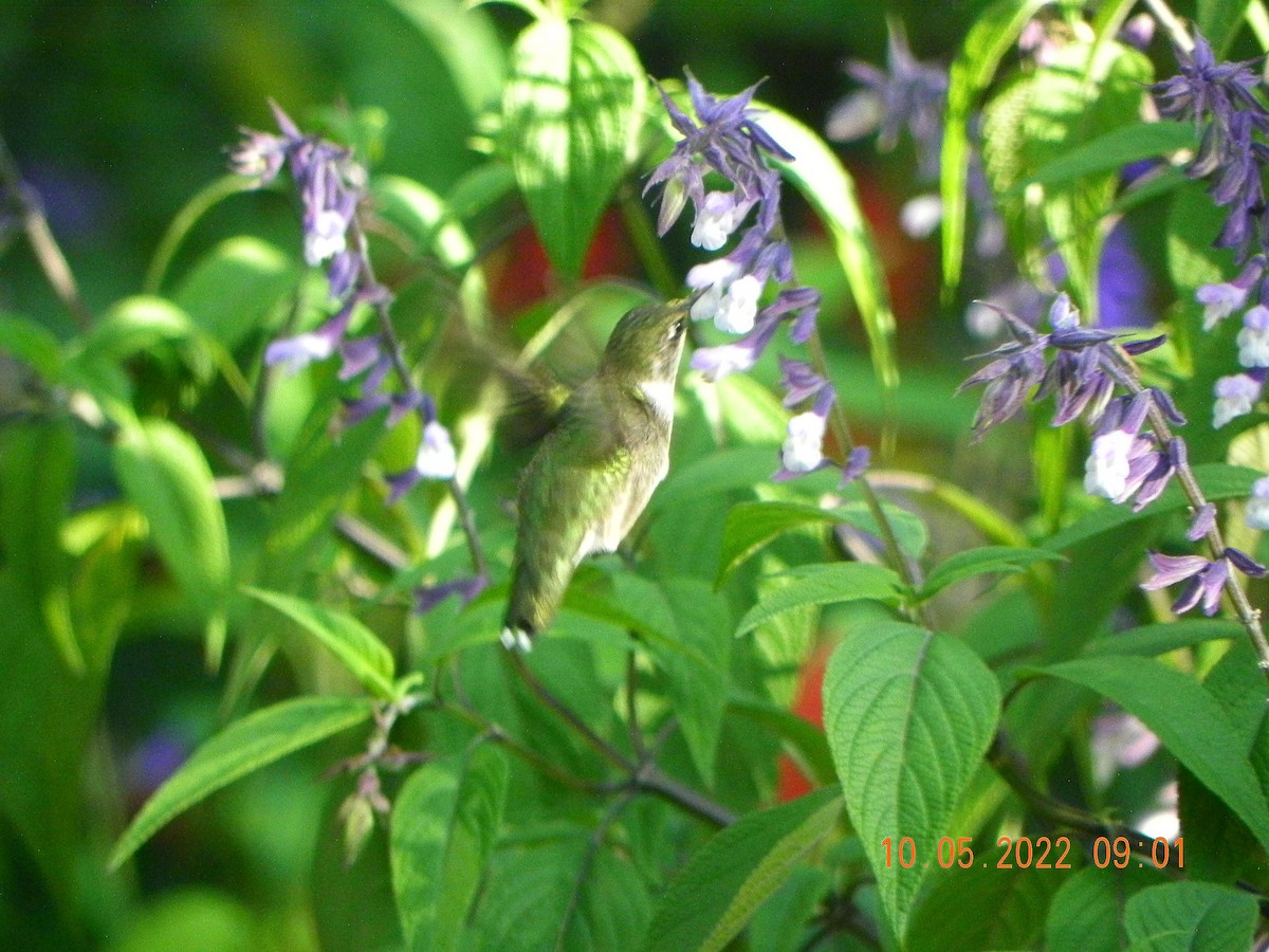Ruby-throated Hummingbird - Michael Rock