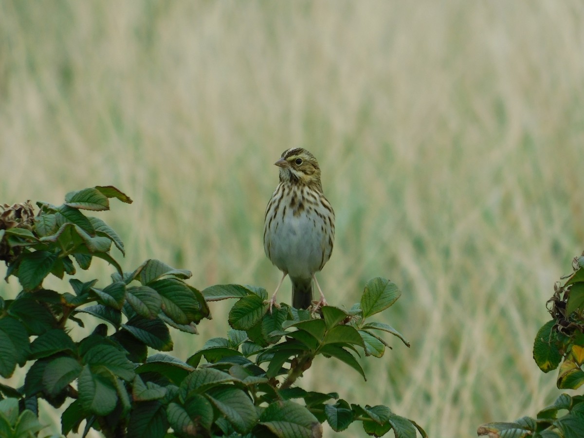 Savannah Sparrow - ML491308981