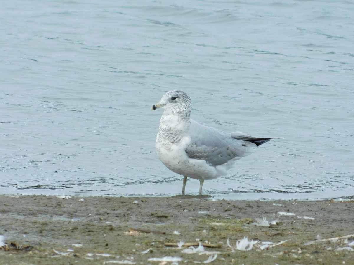 Ring-billed Gull - Brian Johnstone