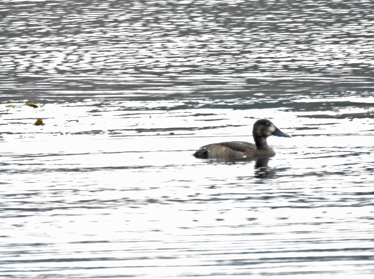 Greater Scaup - ML491310001
