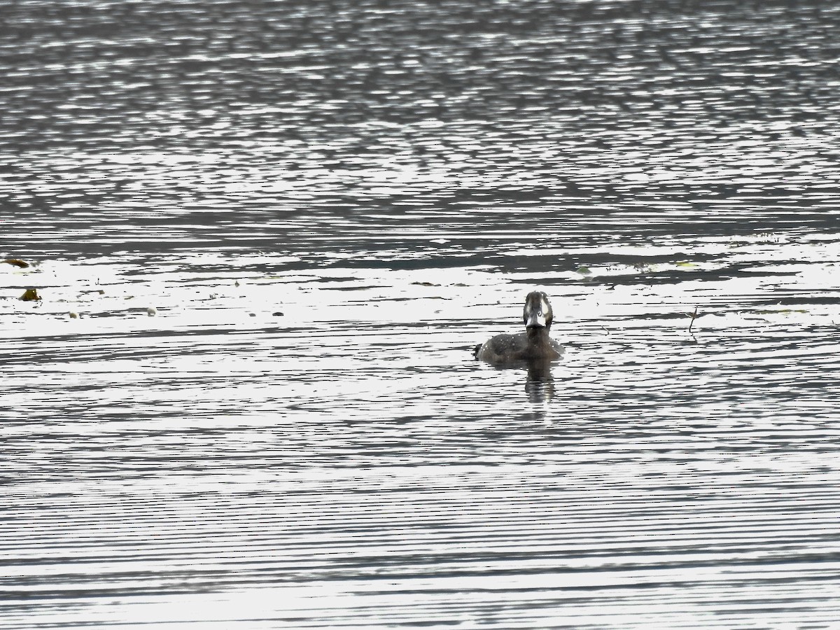 Greater Scaup - ML491310011