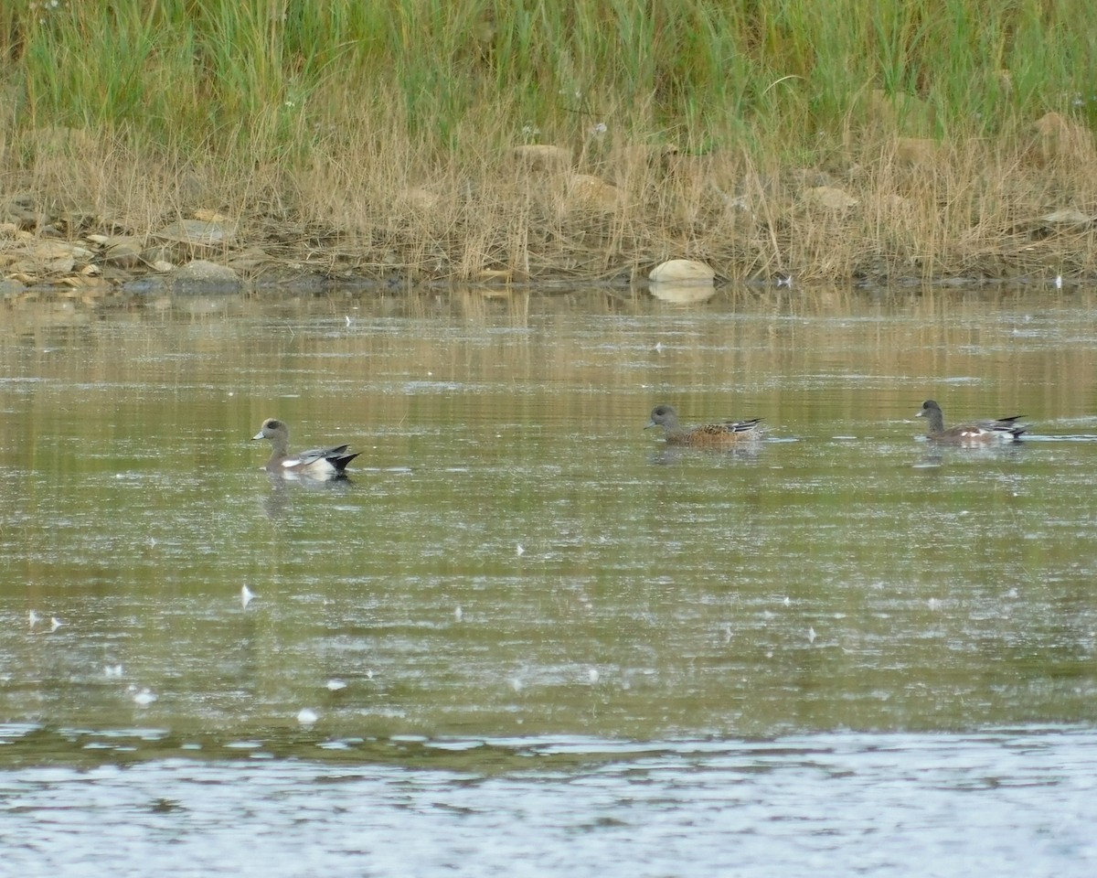 American Wigeon - ML491310121