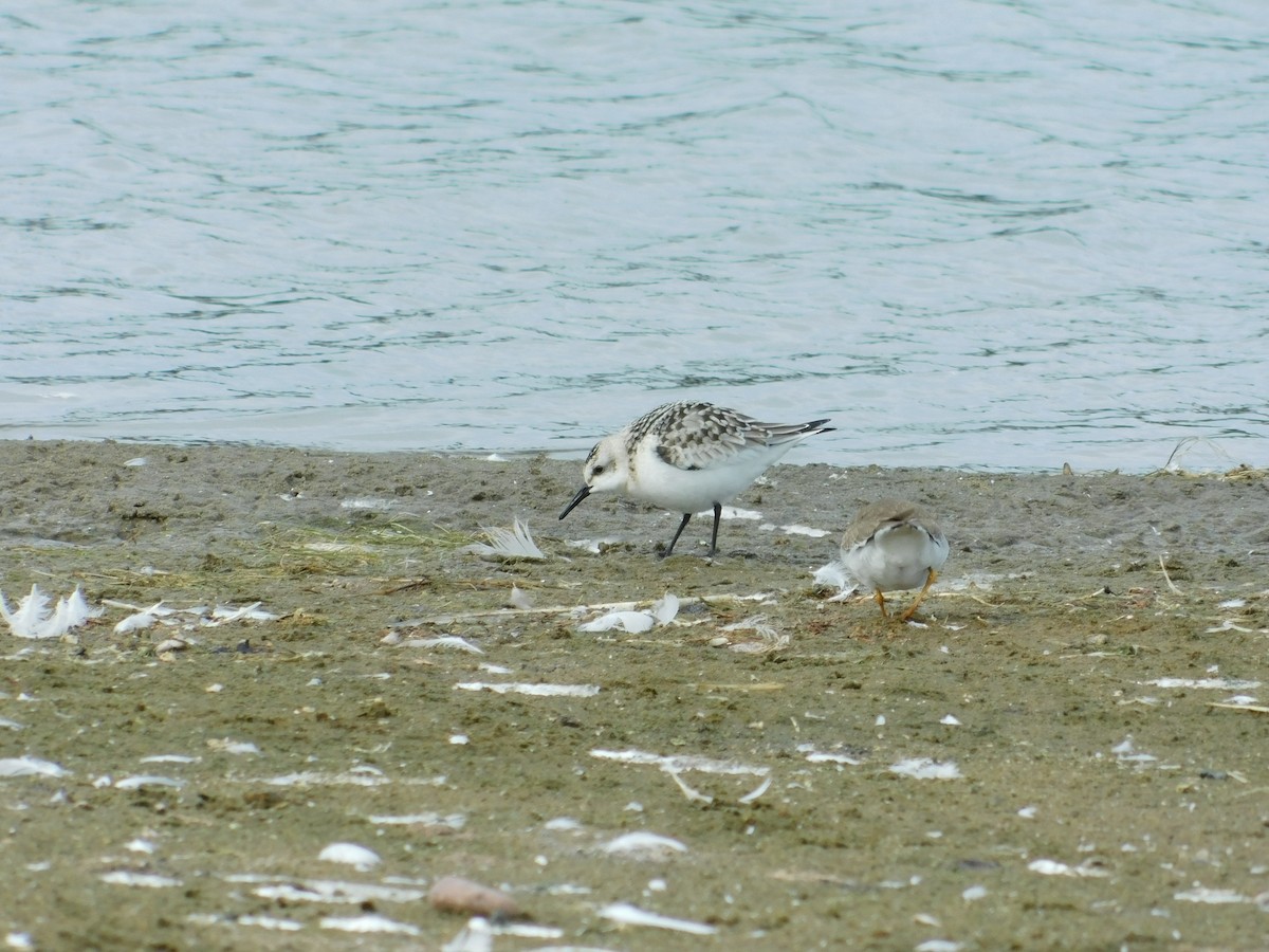 Sanderling - ML491310811