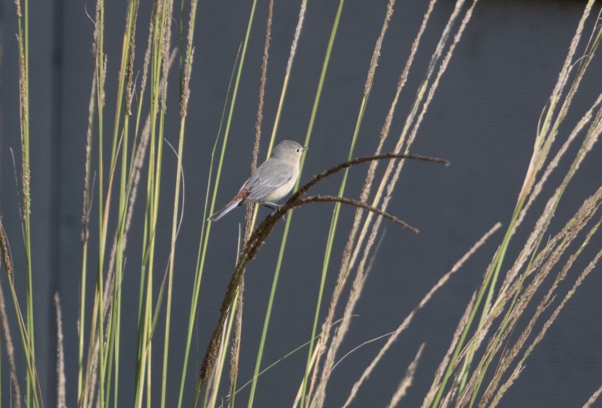 Lucy's Warbler - Cynthia  Case