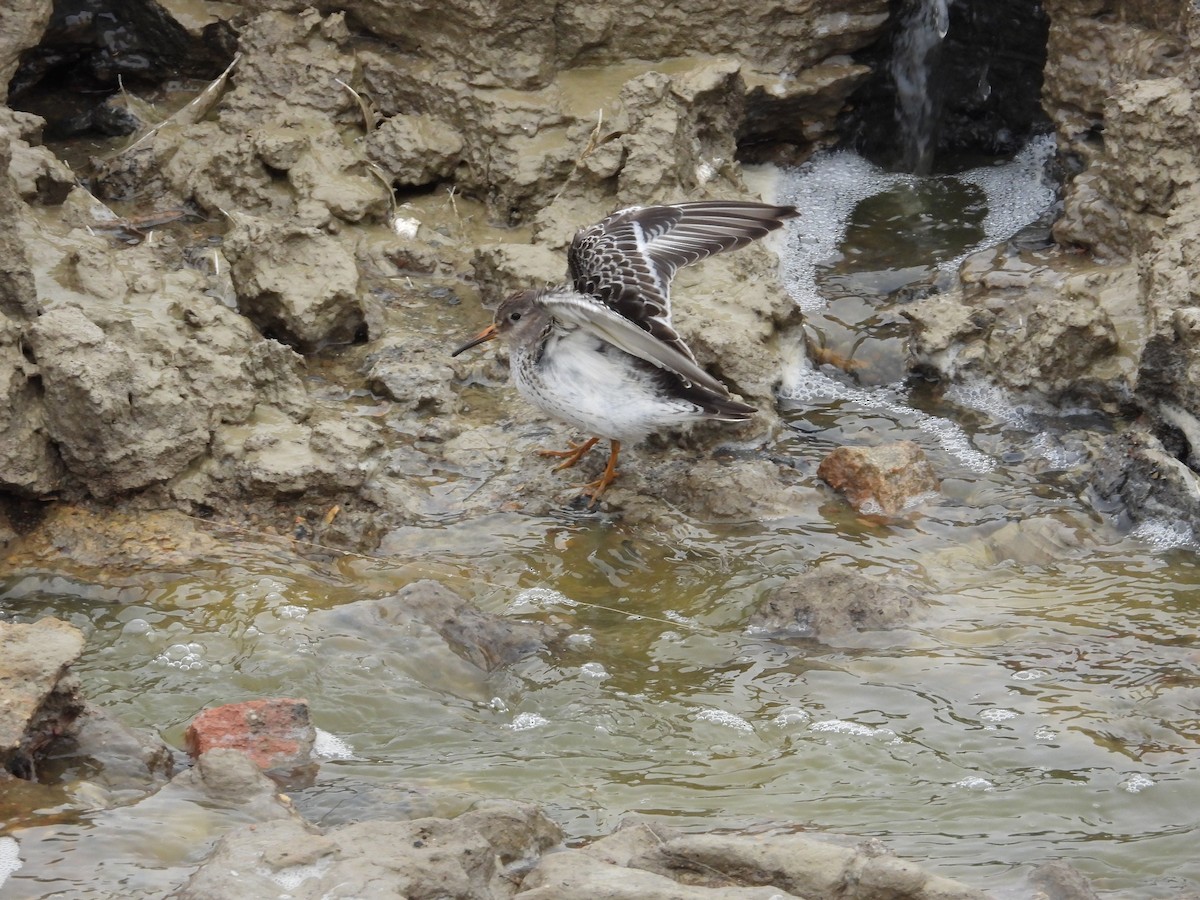 Purple Sandpiper - ML491311941