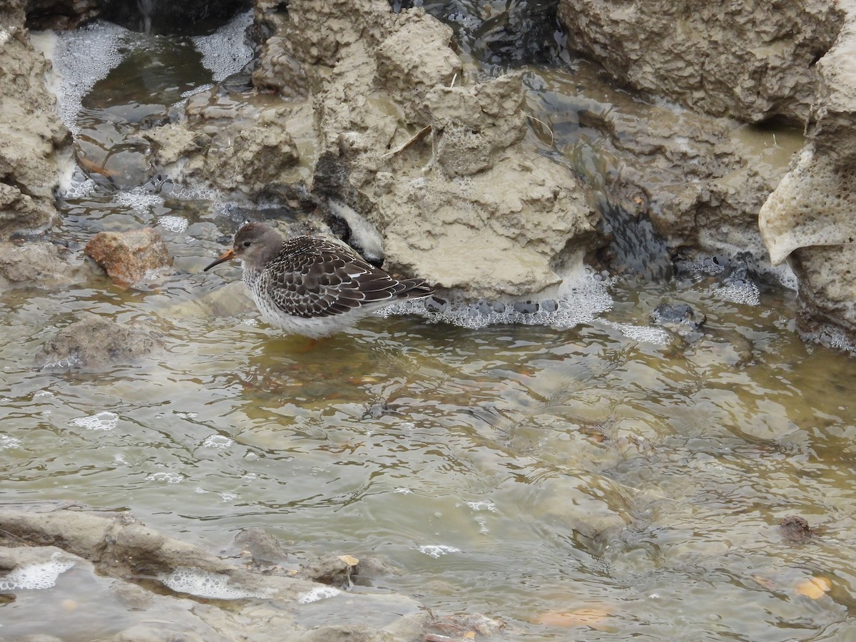 Purple Sandpiper - ML491311951