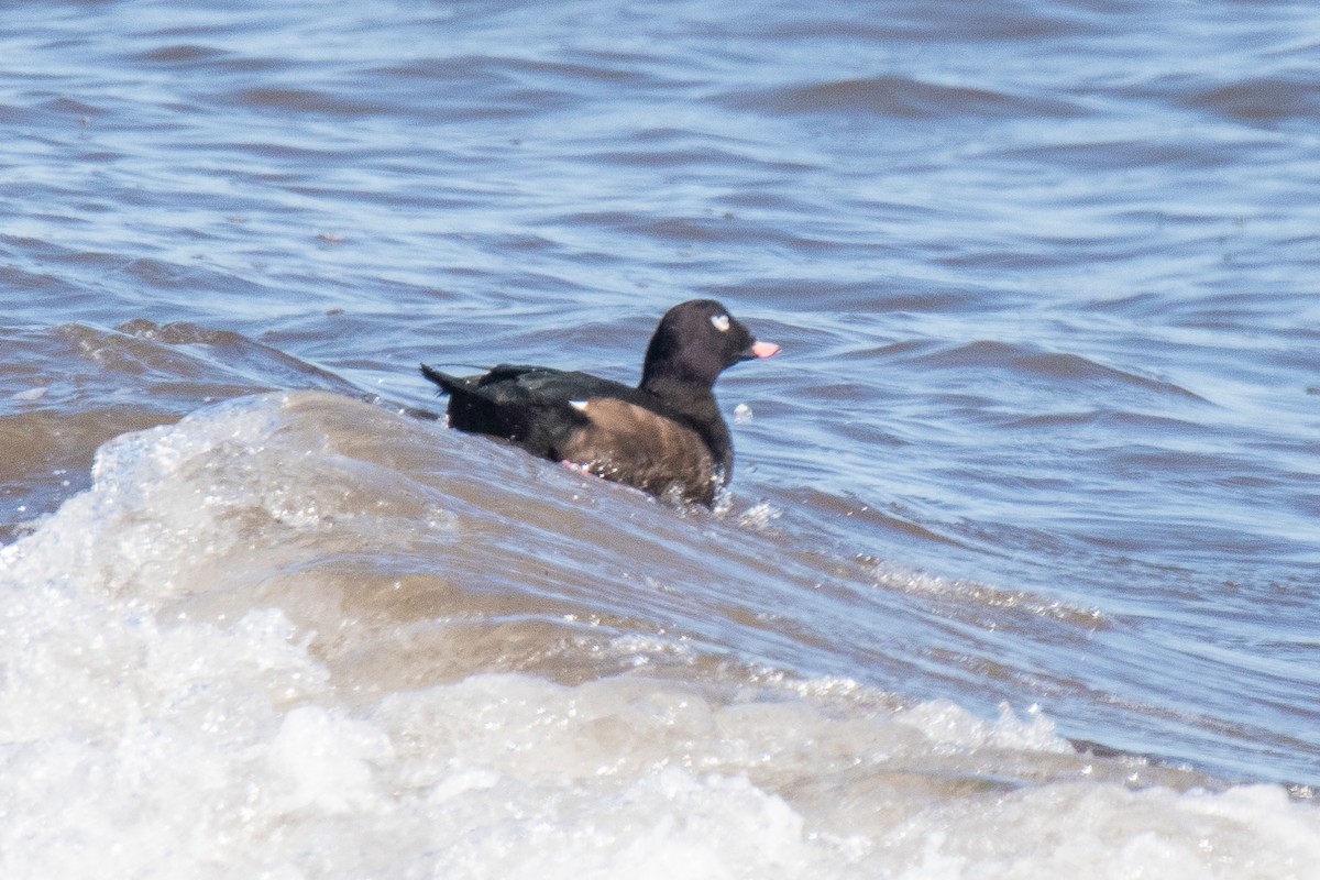 White-winged Scoter - Peter Gadd