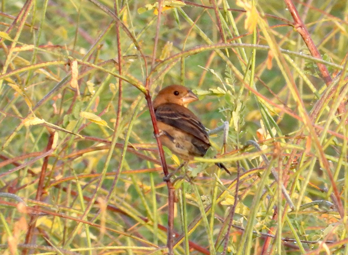 Blue Grosbeak - ML491312641