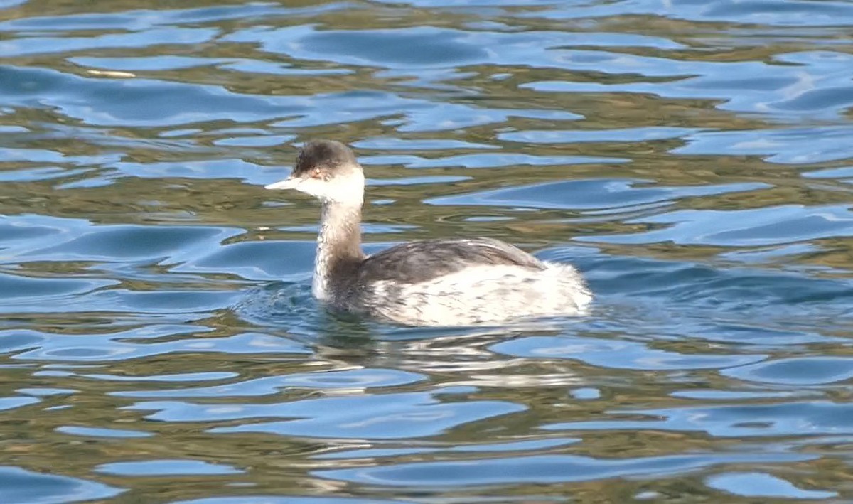 Eared Grebe - ML491313701