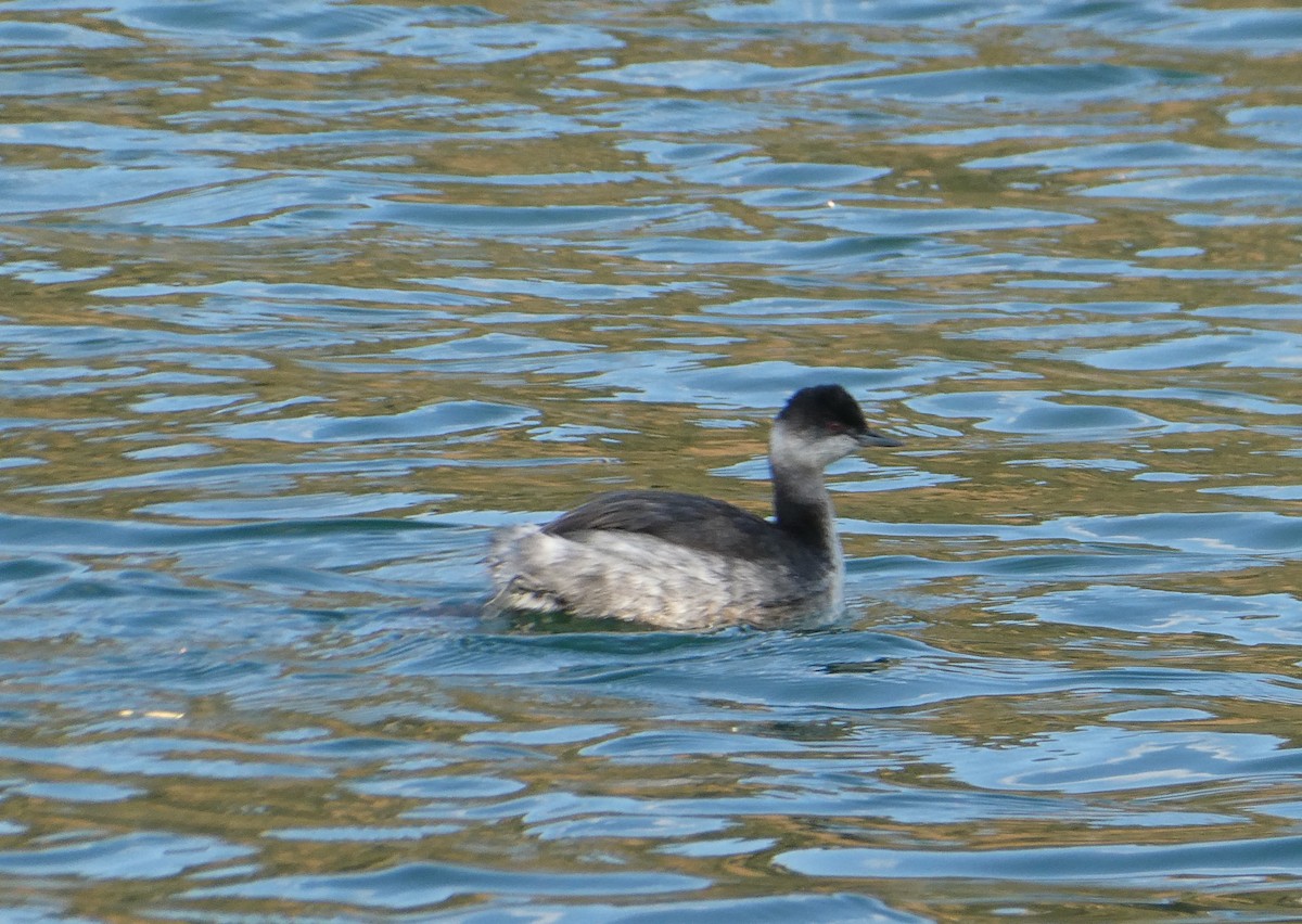 Eared Grebe - ML491313711