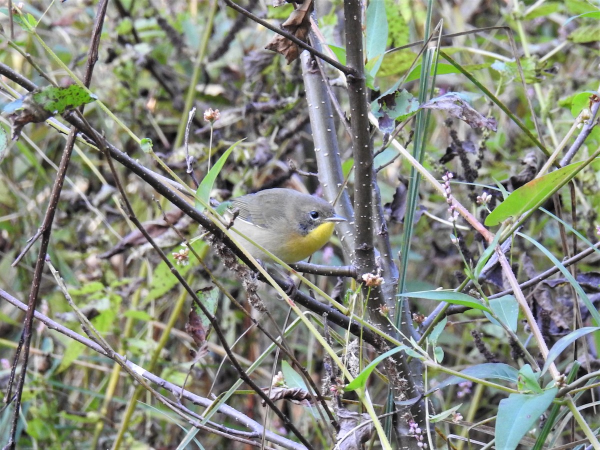 Common Yellowthroat - ML491313861