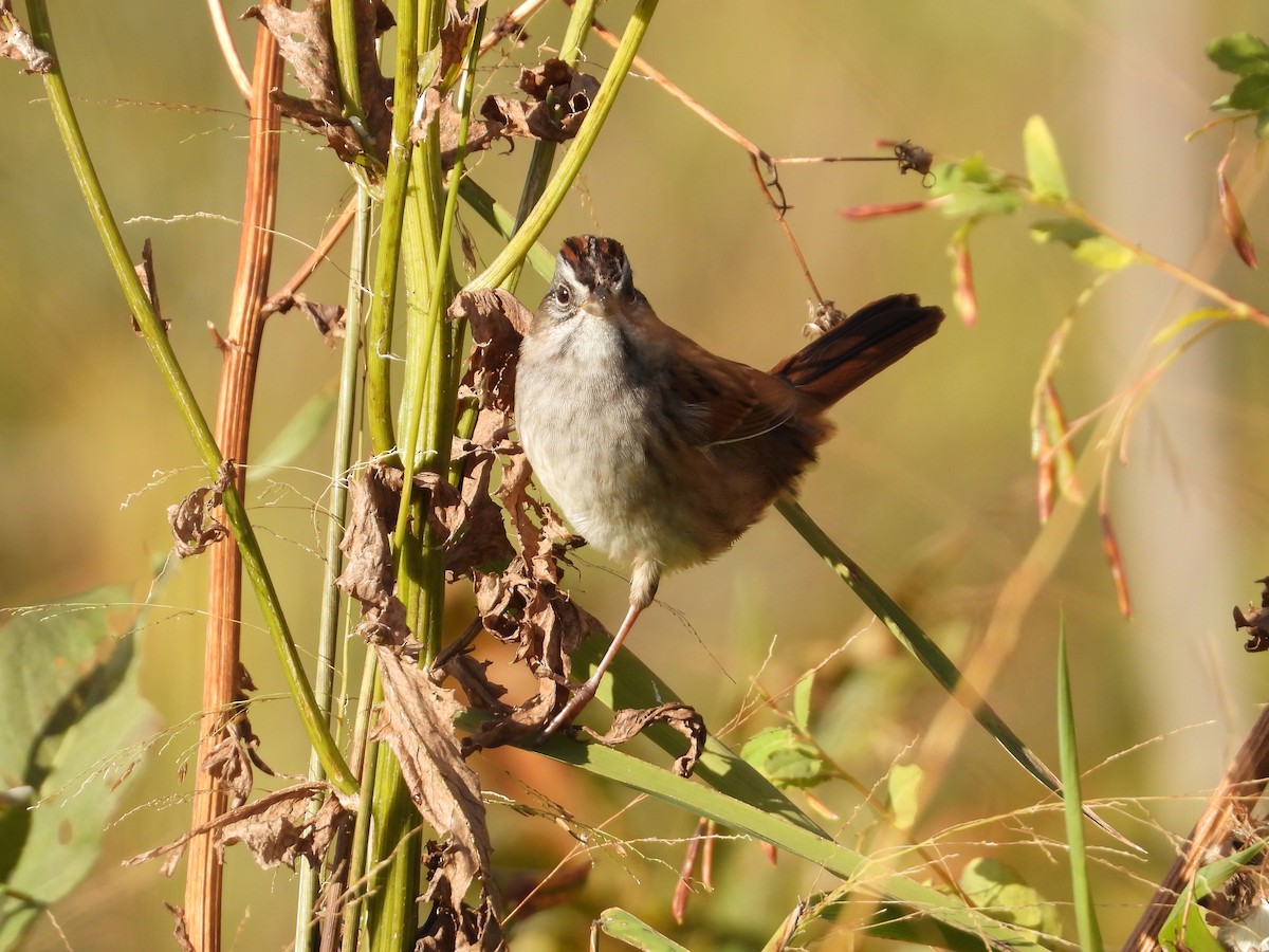 Swamp Sparrow - ML491314471