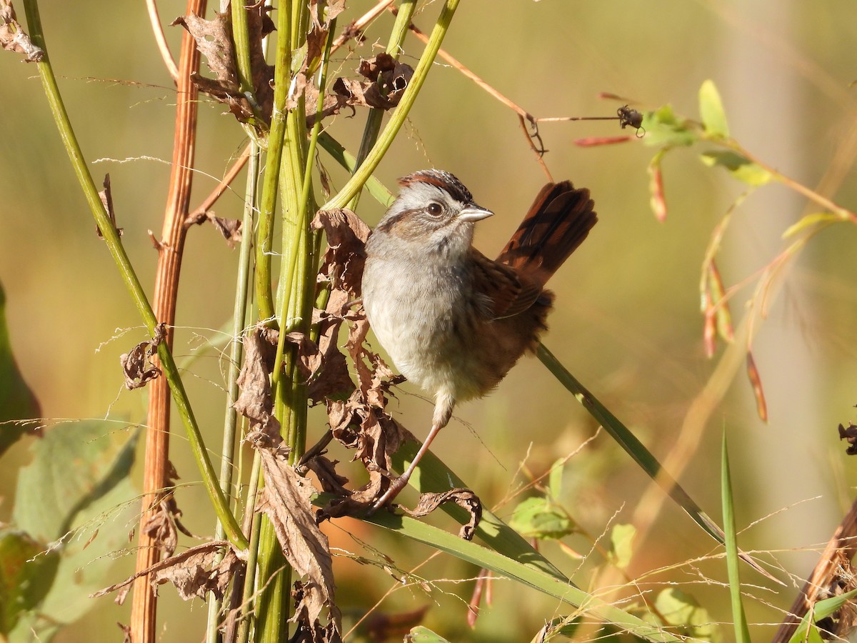 Swamp Sparrow - ML491314481