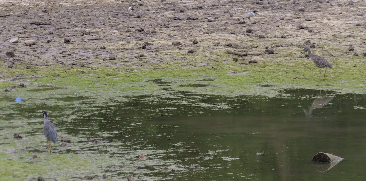 Yellow-crowned Night Heron - ML491314791