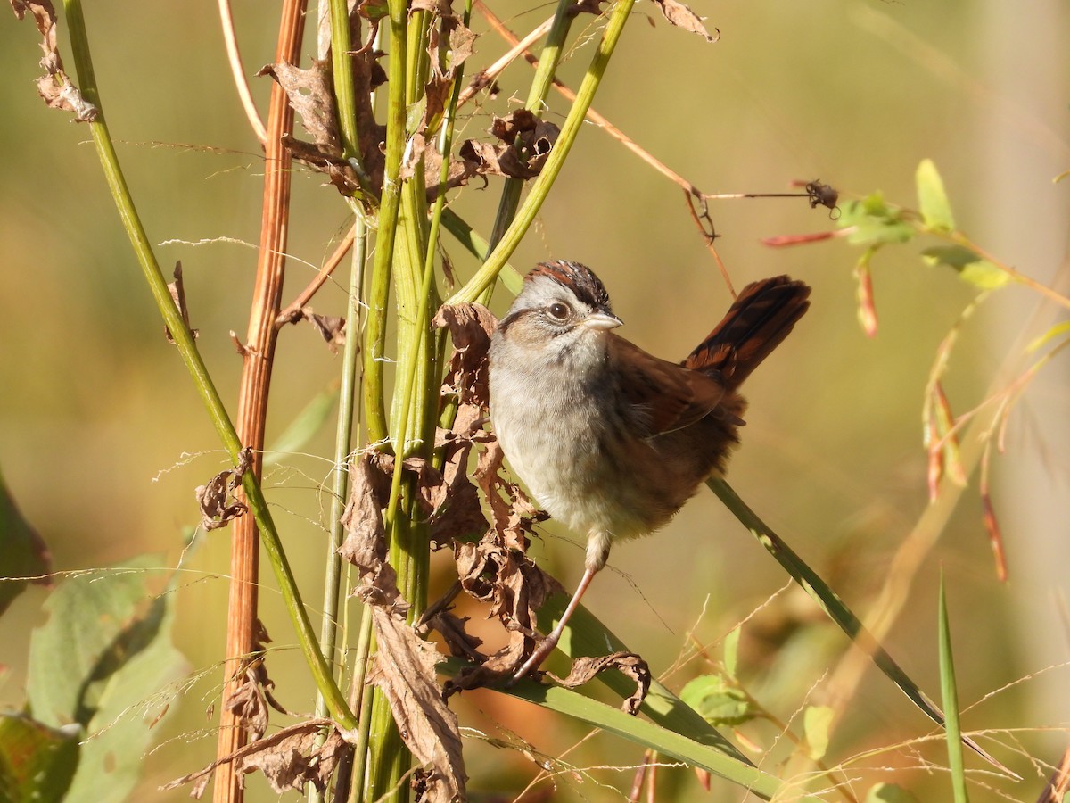 Swamp Sparrow - ML491315281