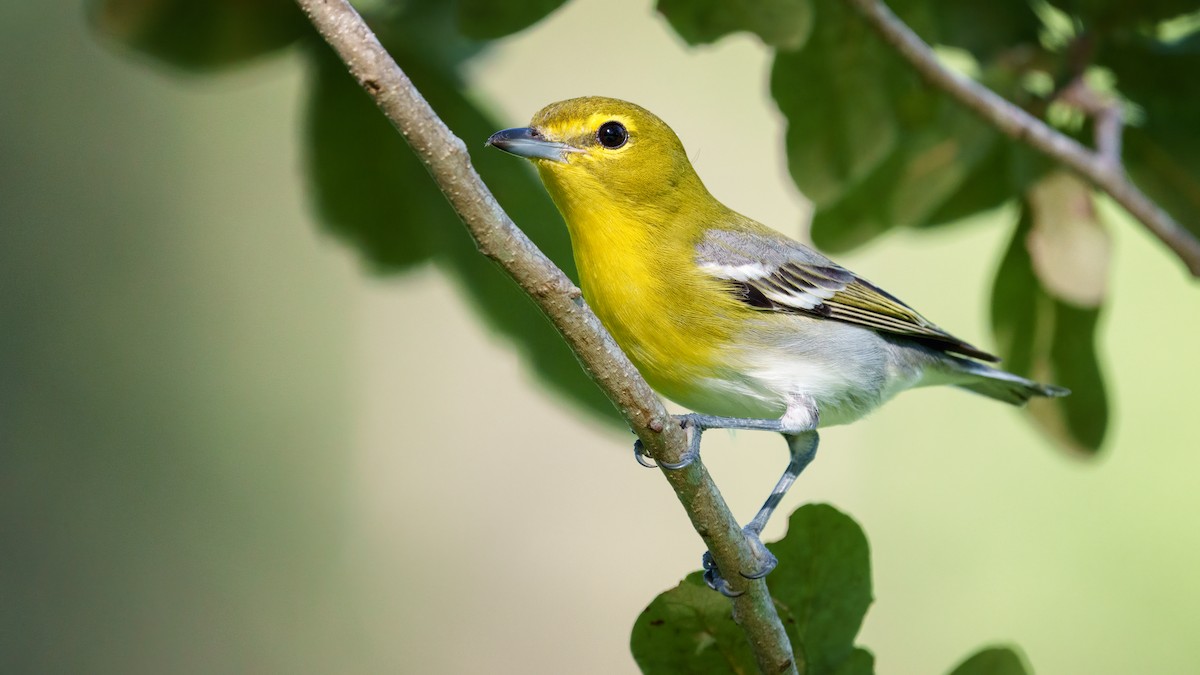 Yellow-throated Vireo - ML491317351