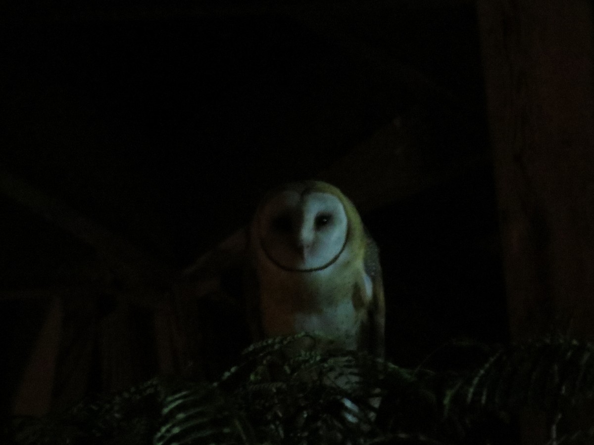 Barn Owl - ML49131921
