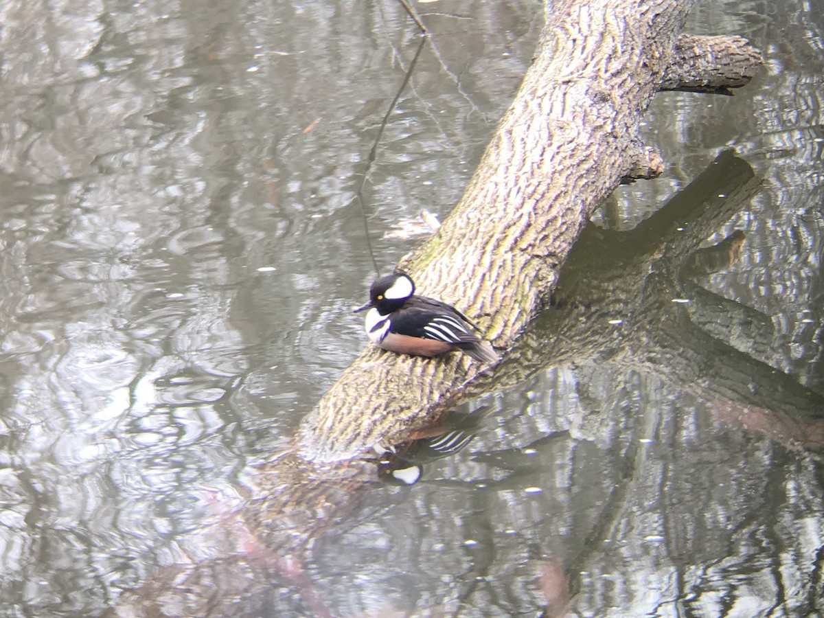 Hooded Merganser - ML49132011