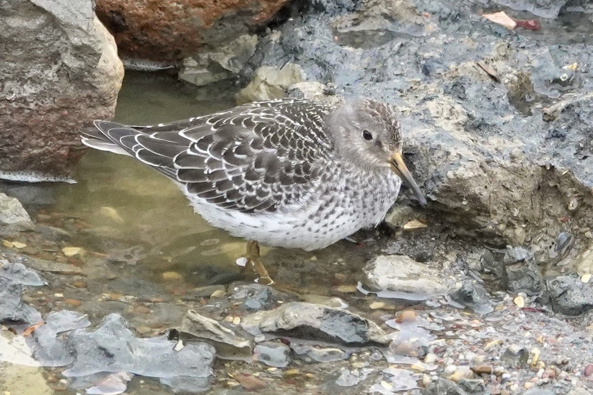 Purple Sandpiper - ML491321051