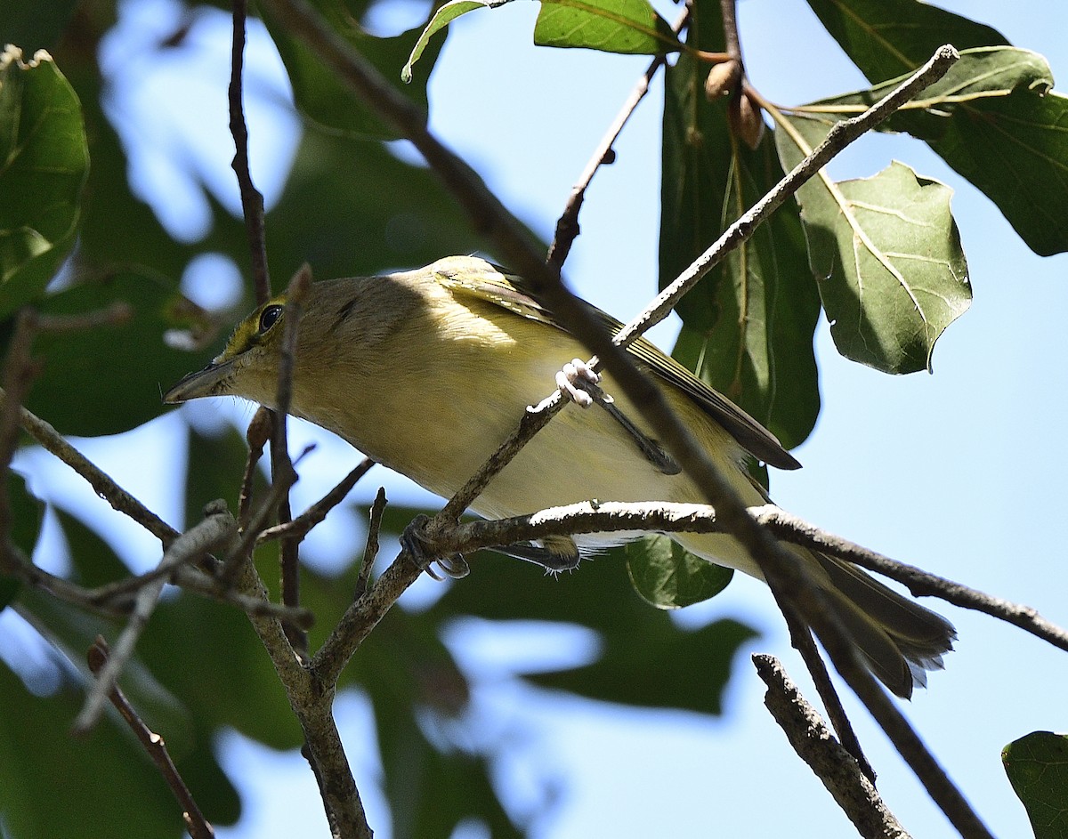 Ak Gözlü Vireo - ML491321341