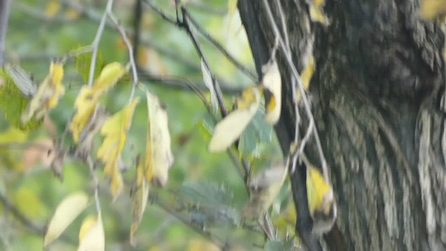 Golden-crowned Kinglet - ML491321841